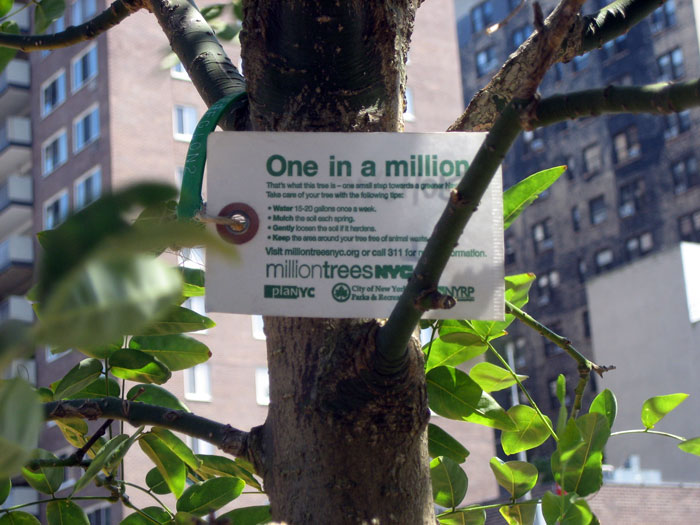 B1-one-in-a-million-hylton-trees