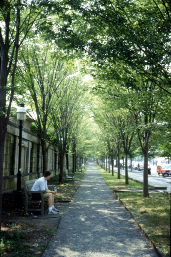 hylton trees downtown princeton