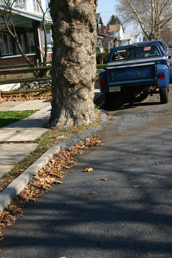 hylton trees asphalt curbs