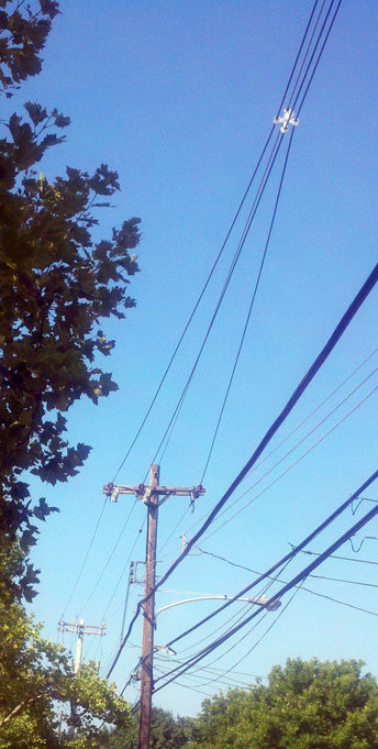 hylton trees bundled