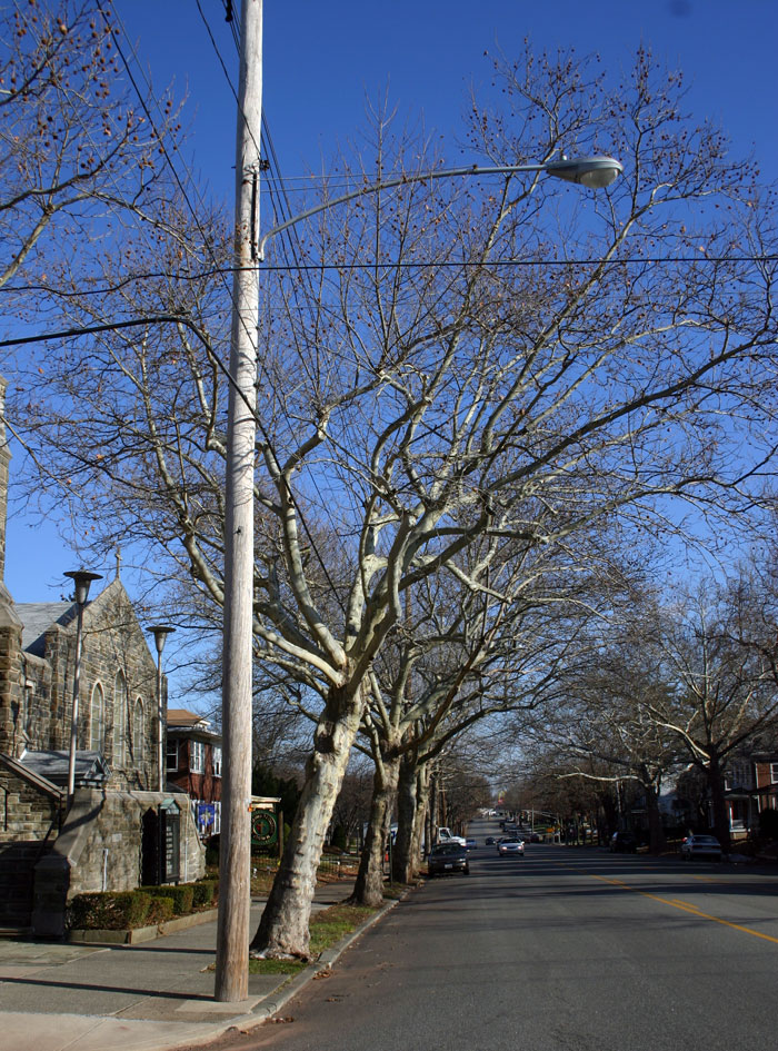 G3-hylton-trees.-st-james1