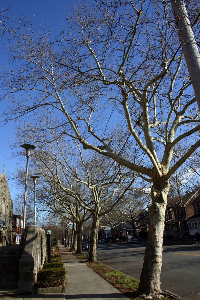 G3-hylton-trees-st-james2