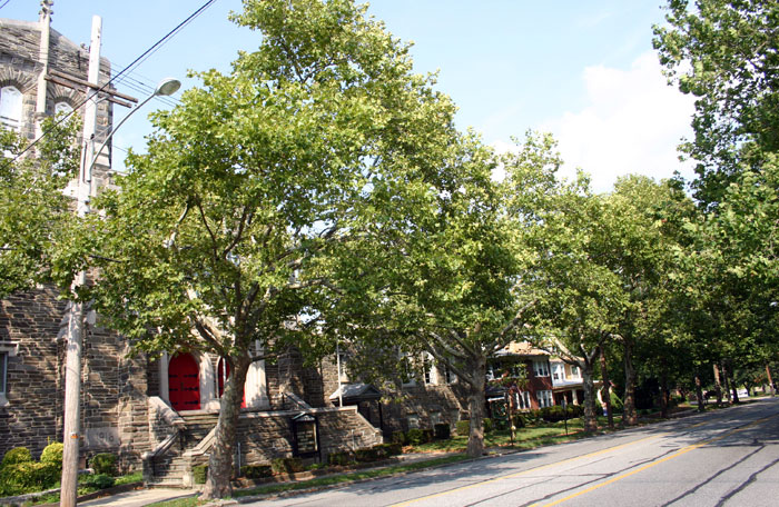 G3-hylton-trees-st-james3