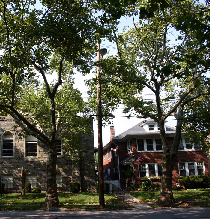 G3-hylton-trees-st-james4