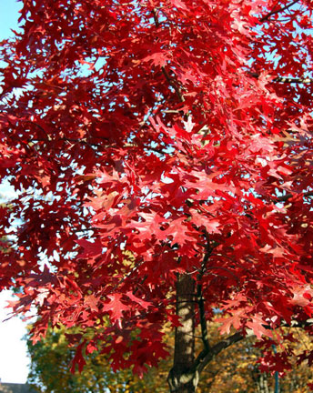 H2-hylton-trees-red-oak