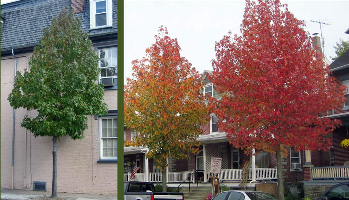 H2-hylton-trees-sweetgum